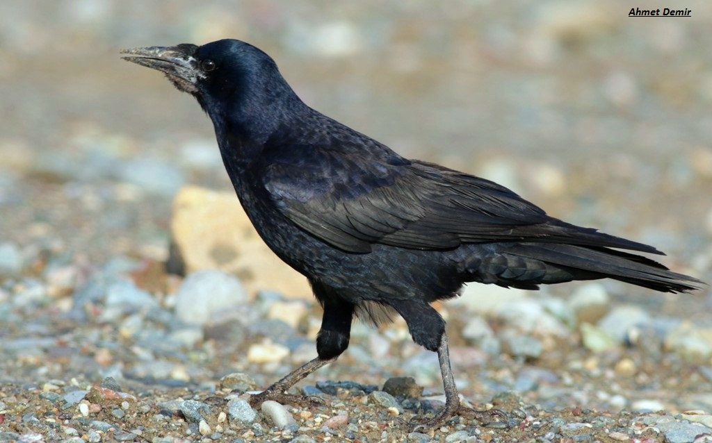 Rook